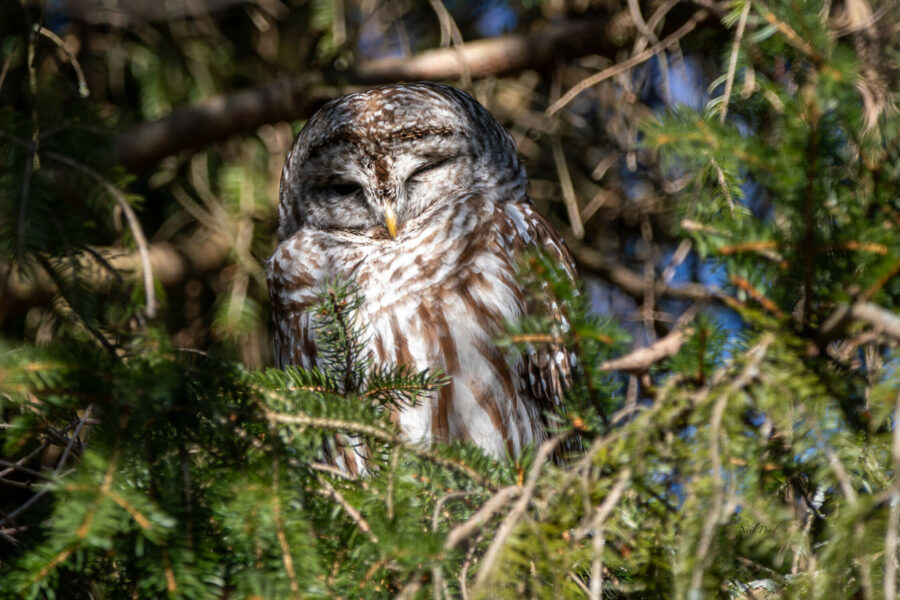 Barred Owl