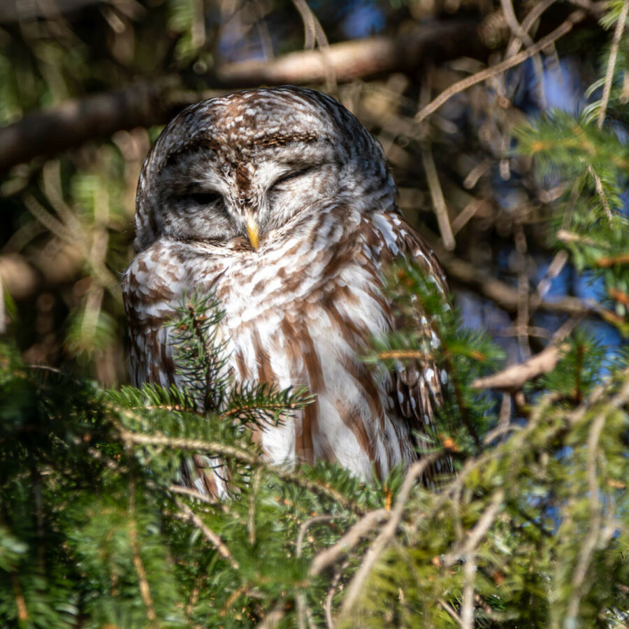 Barred Owl
