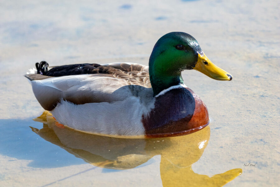 Mallard