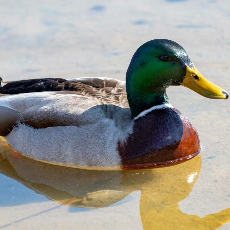 Mallard