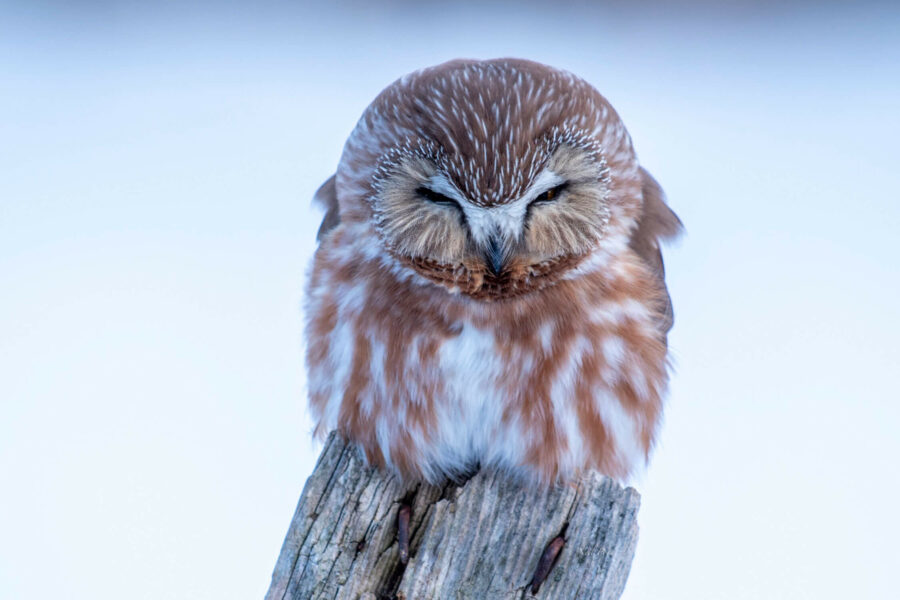 Marj's Owl
