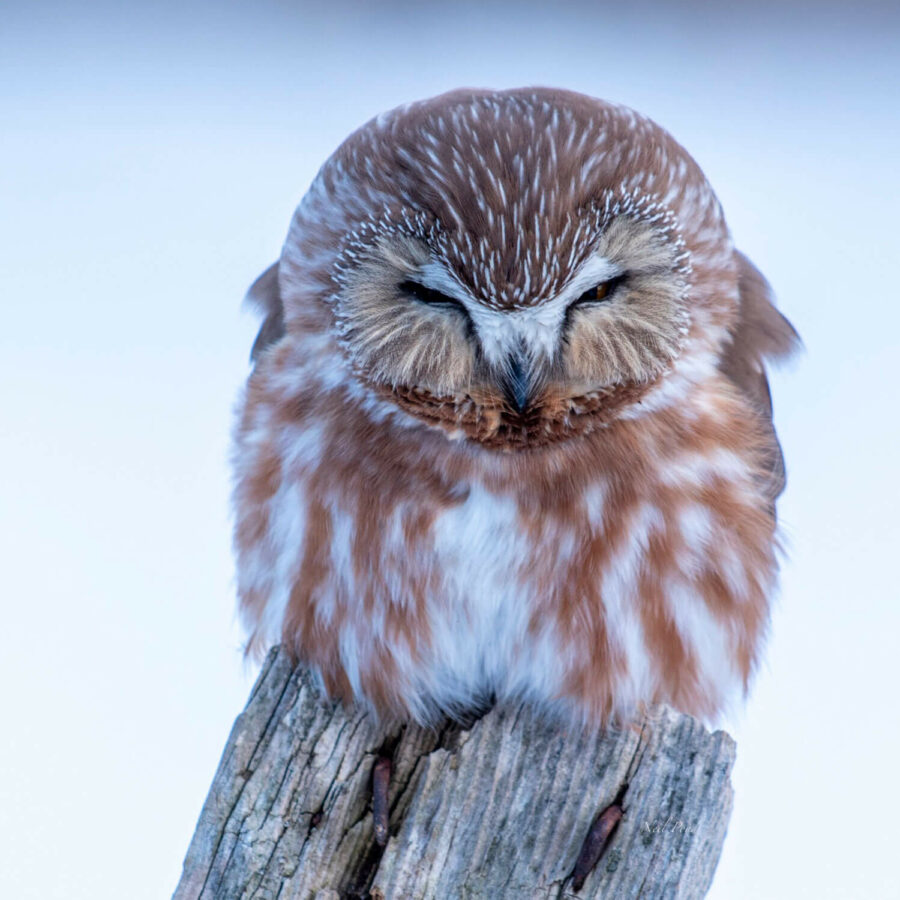 Marj's Owl