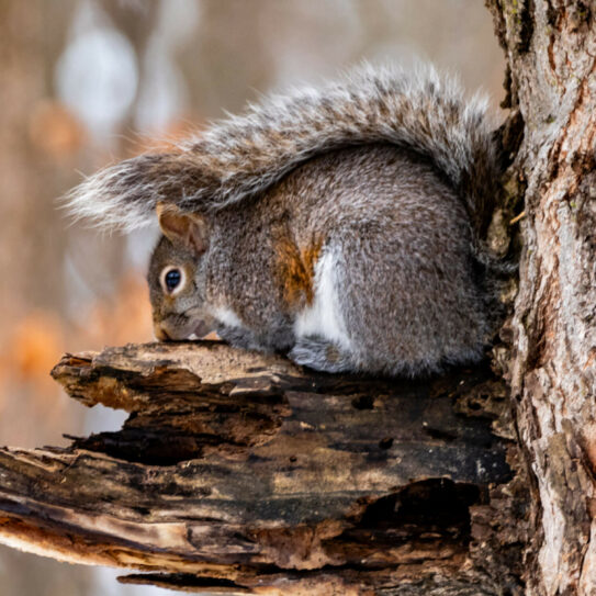 Posing Squirrel