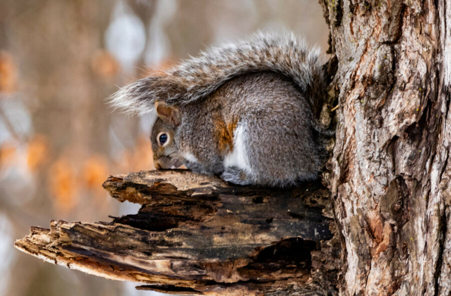 Posing Squirrel